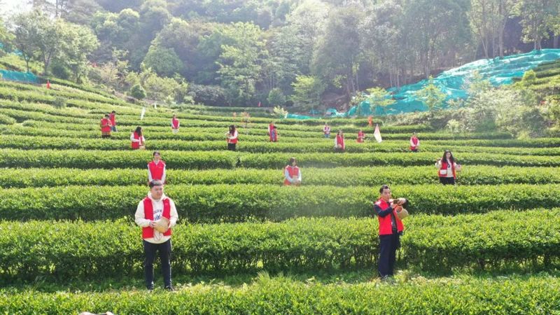有关于 第四届“泰宁岩茶·茶香金湖”采茶节今日举办！推动茶产业再上新台阶的资讯(10)