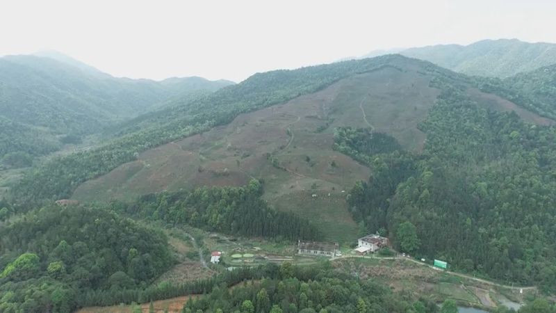 关于浰源镇：加快茶产业发展 走实乡村振兴路的资讯