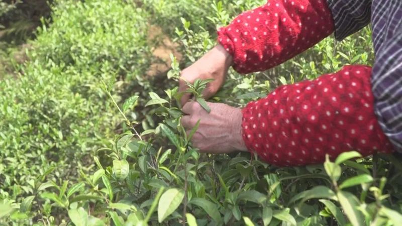 关于浰源镇：加快茶产业发展 走实乡村振兴路的资讯(2)