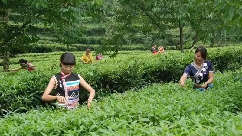 有关于临沧：提升茶叶生产经营主体时段融资效率的消息(2)