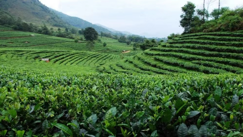 有关于临沧：提升茶叶生产经营主体时段融资效率的消息