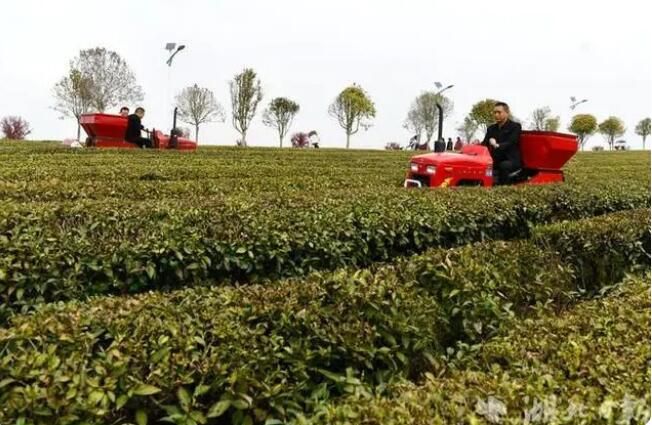 有关于湖北通城：茶园机械化服务队助茶企增收的信息(1)