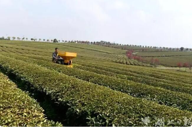 有关于湖北通城：茶园机械化服务队助茶企增收的信息