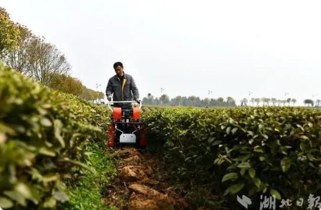 有关于湖北通城：茶园机械化服务队助茶企增收的信息(5)