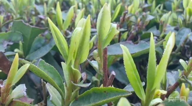有关于贵州修文:千亩“明前茶”上市的新闻(1)