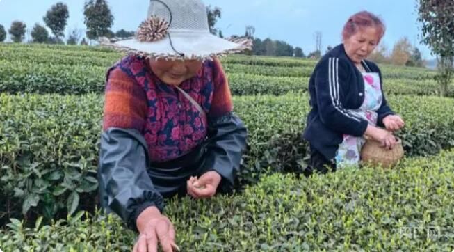 有关于贵州修文:千亩“明前茶”上市的新闻