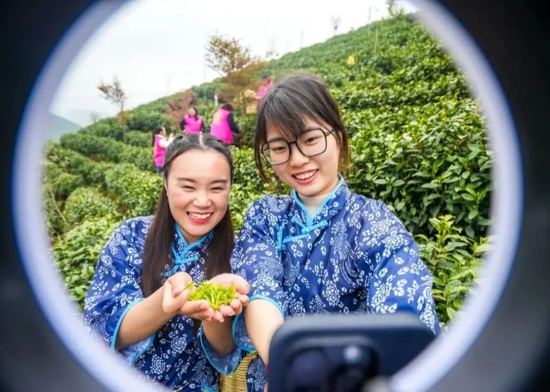 有关于春色满园茶韵香 巾帼助农采茶忙的相关内容(7)