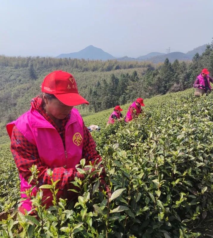 有关于春色满园茶韵香 巾帼助农采茶忙的相关内容(1)