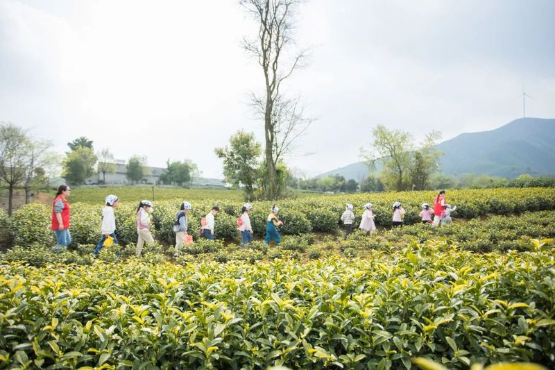 有关于春色满园茶韵香 巾帼助农采茶忙的相关内容(4)