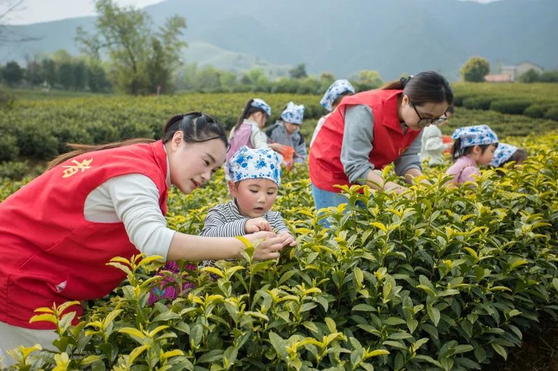 有关于春色满园茶韵香 巾帼助农采茶忙的相关内容(3)