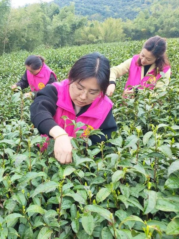 有关于春色满园茶韵香 巾帼助农采茶忙的相关内容