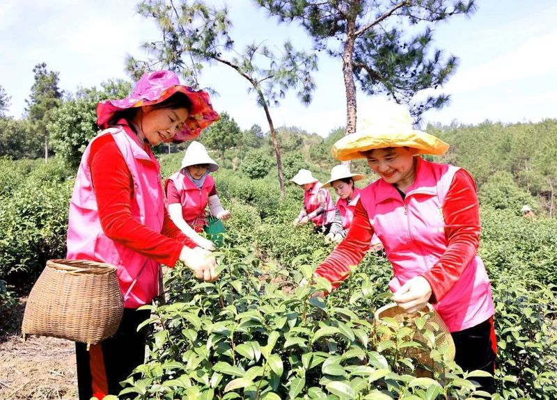 有关于春色满园茶韵香 巾帼助农采茶忙的相关内容(5)