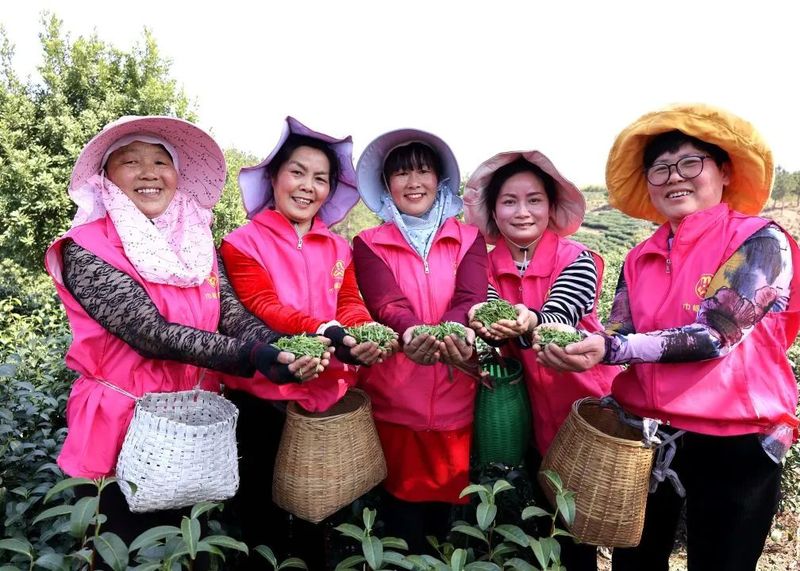 有关于春色满园茶韵香 巾帼助农采茶忙的相关内容(6)