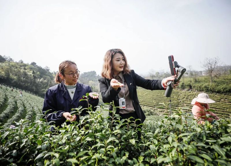 有关于春色满园茶韵香 巾帼助农采茶忙的相关内容(9)