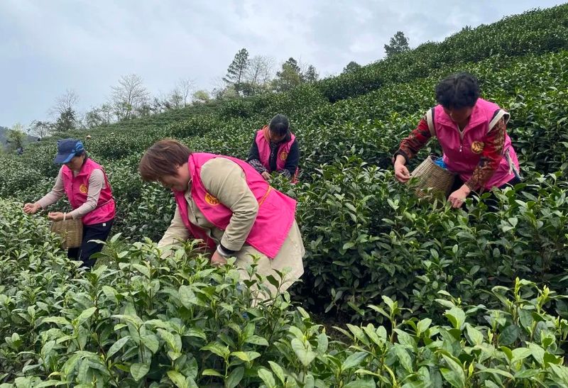 有关于春色满园茶韵香 巾帼助农采茶忙的相关内容(2)