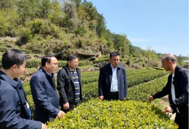 有关于通江县坚定不移推动茶叶产业加快发展的相关信息