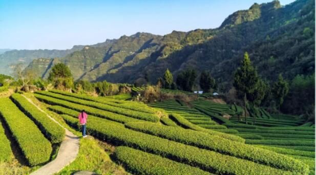 有关于通江县坚定不移推动茶叶产业加快发展的相关信息(1)