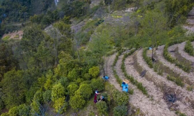 有关于福贡咱利村：激活茶产业新动能的新闻