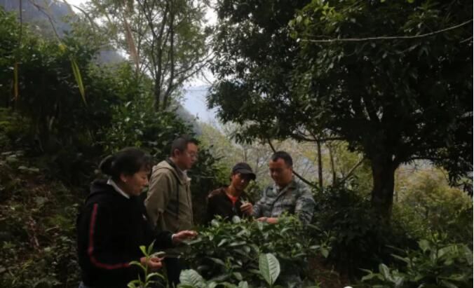 有关于福贡咱利村：激活茶产业新动能的新闻(2)