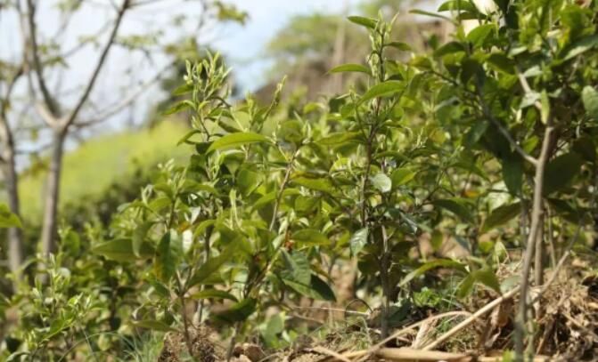 有关于福贡咱利村：激活茶产业新动能的新闻(1)