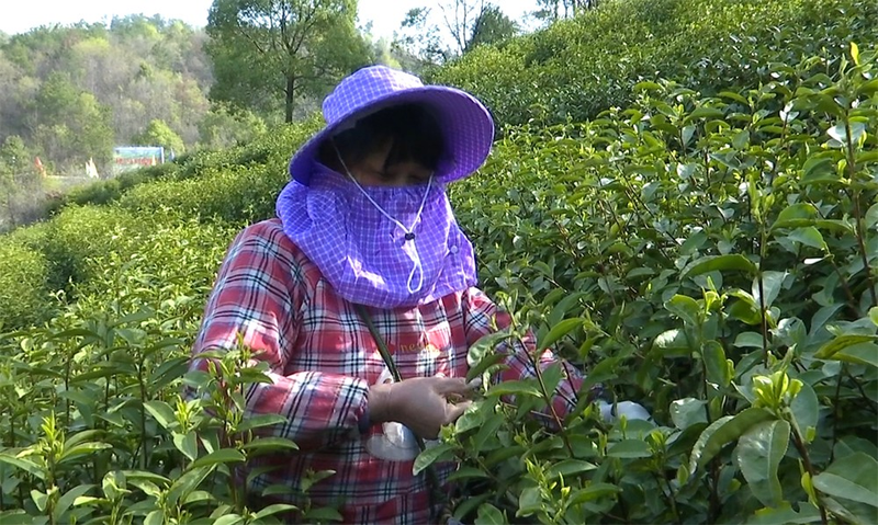 有关于桐城春茶抢“鲜”开采的信息