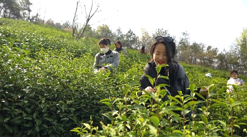 有关于桐城春茶抢“鲜”开采的信息(1)