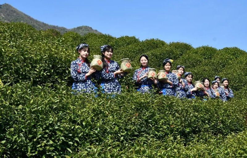 有关于春意浓 摘新绿 庐山云雾茶“开采节”正式拉开序幕的相关信息(9)