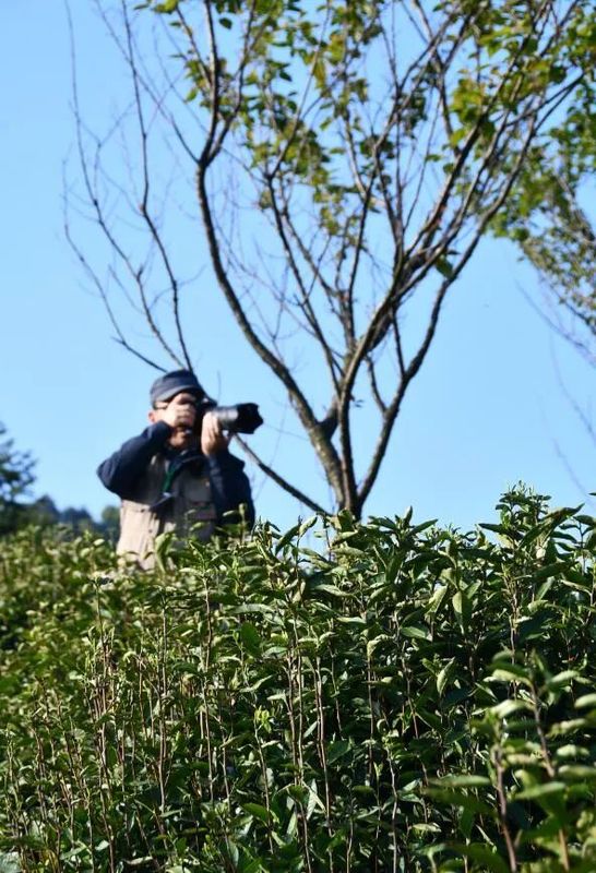 有关于春意浓 摘新绿 庐山云雾茶“开采节”正式拉开序幕的相关信息(6)