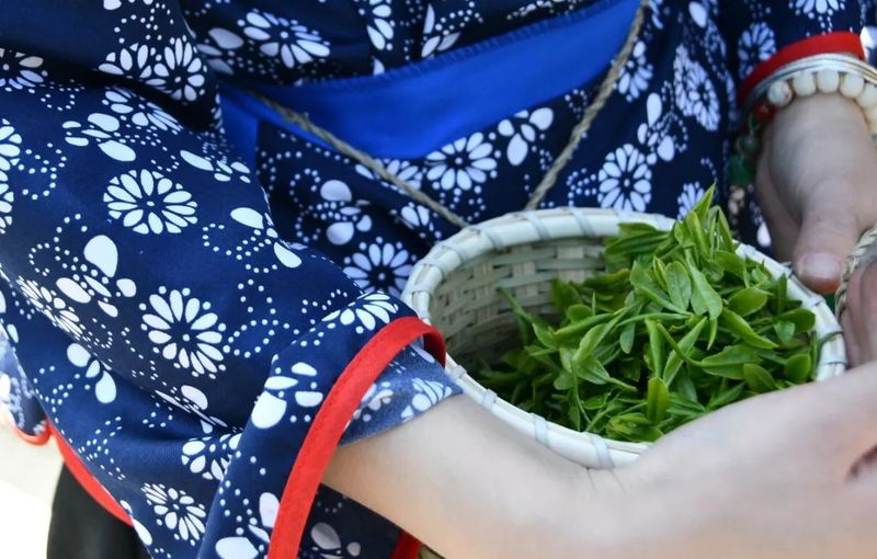 有关于春意浓 摘新绿 庐山云雾茶“开采节”正式拉开序幕的相关信息(10)