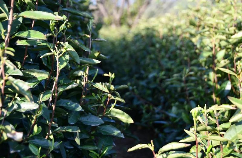 有关于春意浓 摘新绿 庐山云雾茶“开采节”正式拉开序幕的相关信息(17)