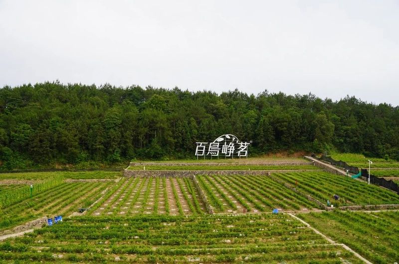 关于寻茶：“新昌优选杯”精品茶宕头采茶现场拍卖会在新昌圆满落槌的新闻(17)