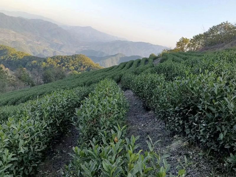关于寻茶：“新昌优选杯”精品茶宕头采茶现场拍卖会在新昌圆满落槌的新闻(12)