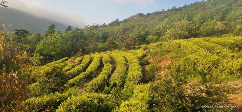 关于寻茶：“新昌优选杯”精品茶宕头采茶现场拍卖会在新昌圆满落槌的新闻(23)