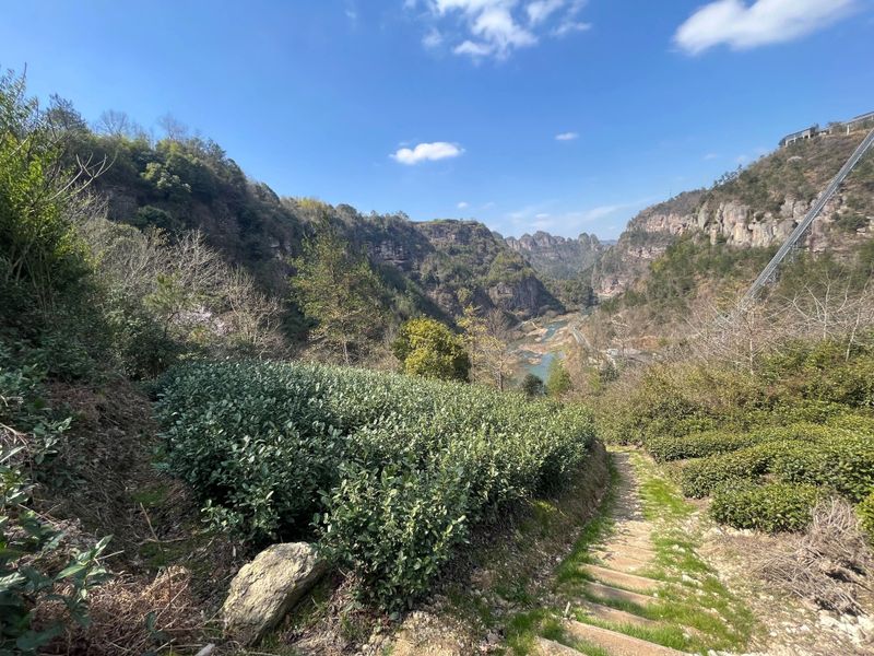 关于寻茶：“新昌优选杯”精品茶宕头采茶现场拍卖会在新昌圆满落槌的新闻(22)