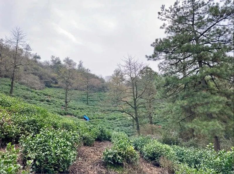 关于寻茶：“新昌优选杯”精品茶宕头采茶现场拍卖会在新昌圆满落槌的新闻(25)