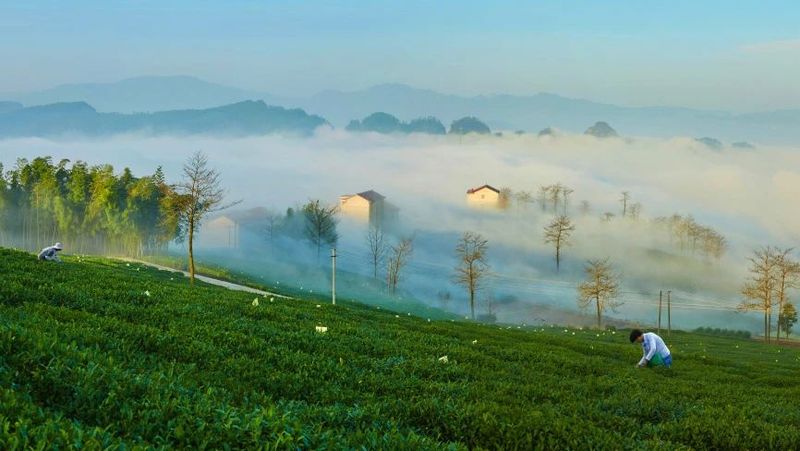 关于寻茶：“新昌优选杯”精品茶宕头采茶现场拍卖会在新昌圆满落槌的新闻