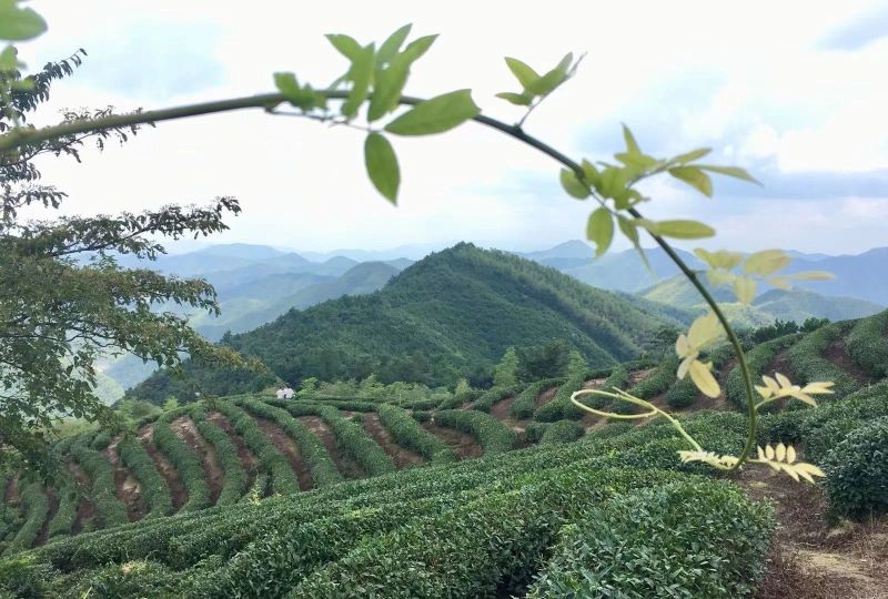 关于寻茶：“新昌优选杯”精品茶宕头采茶现场拍卖会在新昌圆满落槌的新闻(29)