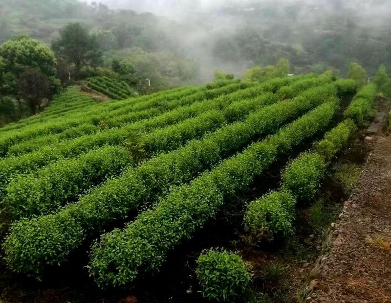 关于寻茶：“新昌优选杯”精品茶宕头采茶现场拍卖会在新昌圆满落槌的新闻(30)