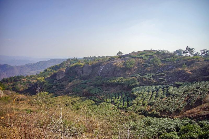 关于寻茶：“新昌优选杯”精品茶宕头采茶现场拍卖会在新昌圆满落槌的新闻(31)