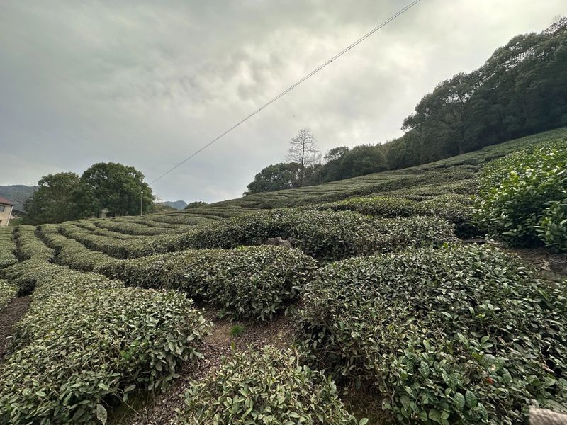 关于寻茶：“新昌优选杯”精品茶宕头采茶现场拍卖会在新昌圆满落槌的新闻(24)