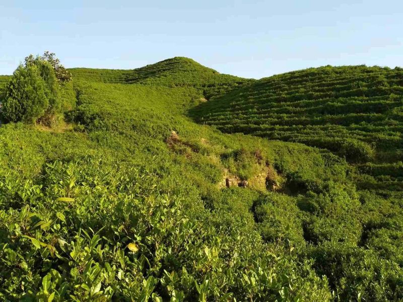 关于寻茶：“新昌优选杯”精品茶宕头采茶现场拍卖会在新昌圆满落槌的新闻(21)