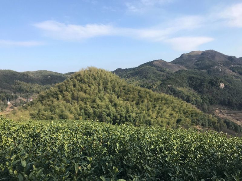 关于寻茶：“新昌优选杯”精品茶宕头采茶现场拍卖会在新昌圆满落槌的新闻(16)