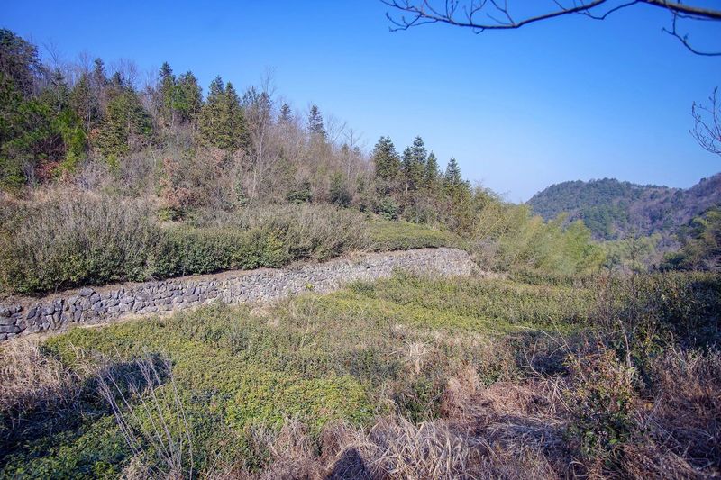 关于寻茶：“新昌优选杯”精品茶宕头采茶现场拍卖会在新昌圆满落槌的新闻(19)