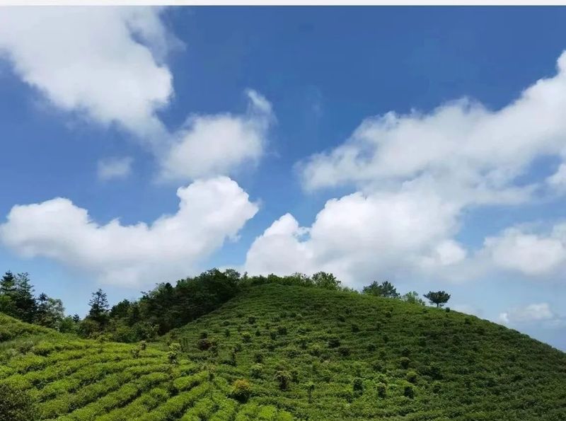 关于寻茶：“新昌优选杯”精品茶宕头采茶现场拍卖会在新昌圆满落槌的新闻(32)
