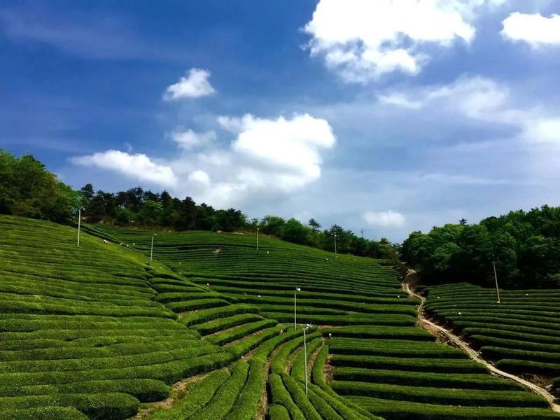 关于寻茶：“新昌优选杯”精品茶宕头采茶现场拍卖会在新昌圆满落槌的新闻(1)