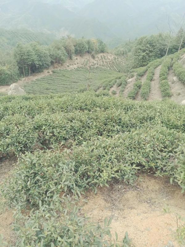 关于寻茶：“新昌优选杯”精品茶宕头采茶现场拍卖会在新昌圆满落槌的新闻(18)