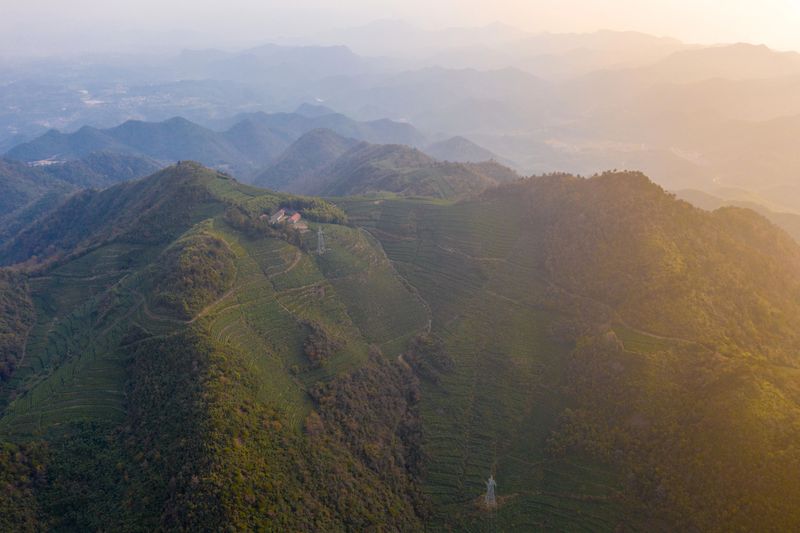 关于寻茶：“新昌优选杯”精品茶宕头采茶现场拍卖会在新昌圆满落槌的新闻(27)
