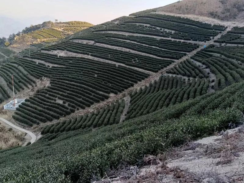 关于寻茶：“新昌优选杯”精品茶宕头采茶现场拍卖会在新昌圆满落槌的新闻(11)