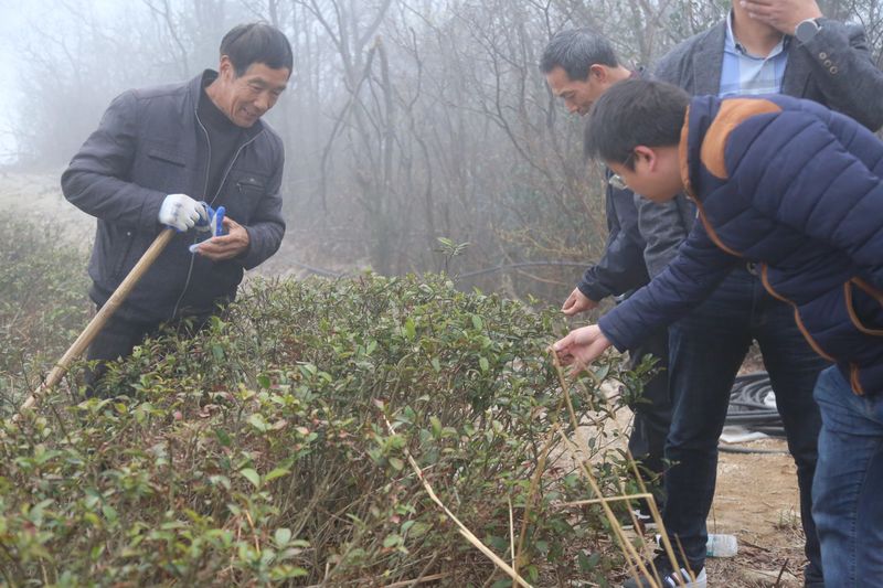 关于寻茶：“新昌优选杯”精品茶宕头采茶现场拍卖会在新昌圆满落槌的新闻(3)