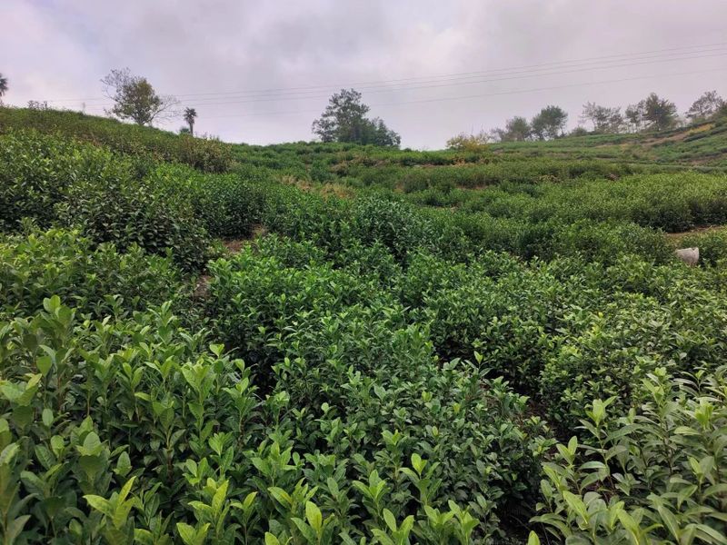 关于寻茶：“新昌优选杯”精品茶宕头采茶现场拍卖会在新昌圆满落槌的新闻(14)